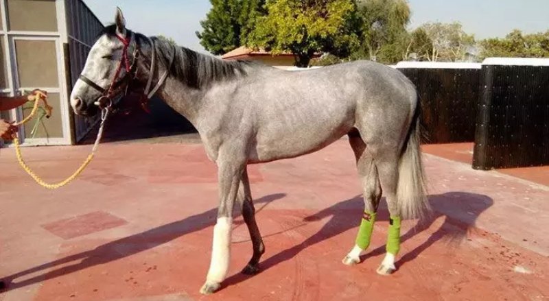 Sakatlanan Atlar Neden Öldürülür? Yarış Dünyasının Acı Gerçeği  Yarış Atlarının Sessiz Dramı - görsel 2