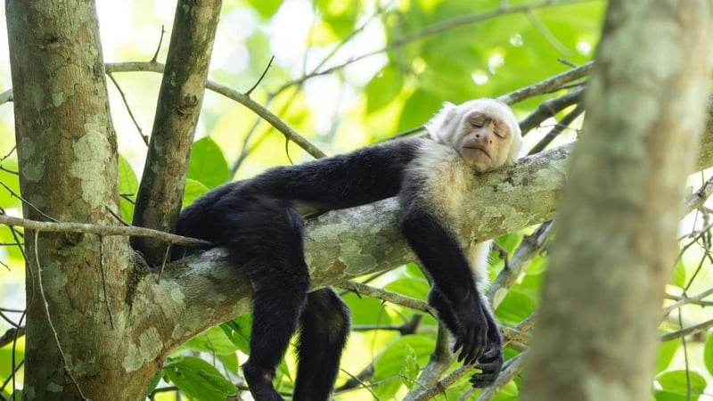 REM Uykusu Nedir, Neden Önemlidir? - görsel 1