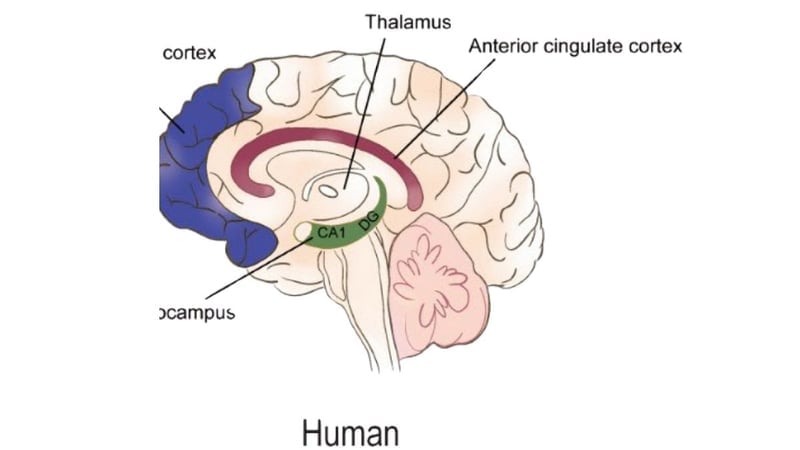 REM Uykusu Nedir, Neden Önemlidir? - görsel 3