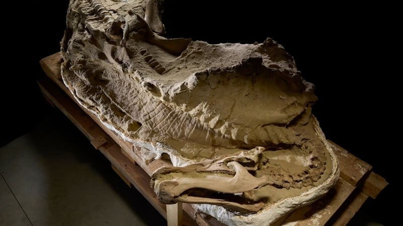 Wyoming’deki Mumyalanmış Dinozorlar Bilim Dünyasını Şaşırttı - görsel 2