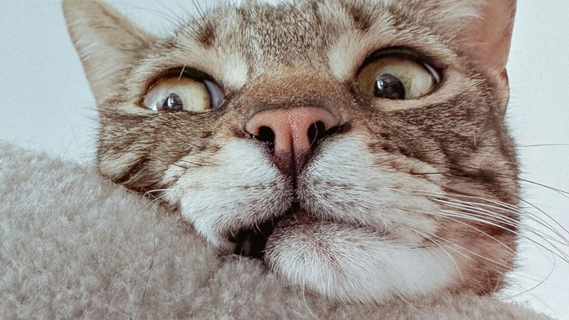 Evcil Hayvan Kılı İnsanı Hasta Eder mi? Uzmanların Yanıtladığı 6 Soru - görsel 1