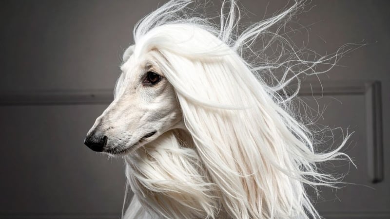 Evcil Hayvan Kılı İnsanı Hasta Eder mi? Uzmanların Yanıtladığı 6 Soru - görsel 2