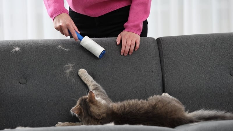 Evcil Hayvan Kılı İnsanı Hasta Eder mi? Uzmanların Yanıtladığı 6 Soru - görsel 4