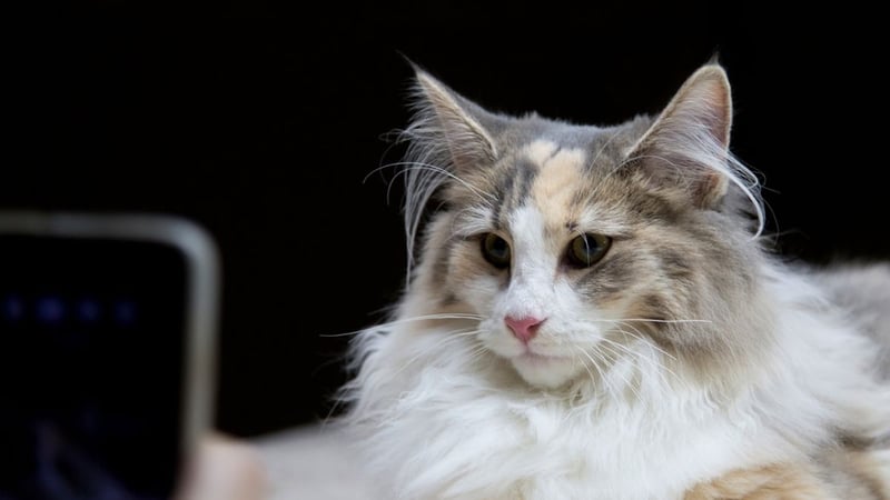 Evcil Hayvan Kılı İnsanı Hasta Eder mi? Uzmanların Yanıtladığı 6 Soru - görsel 5