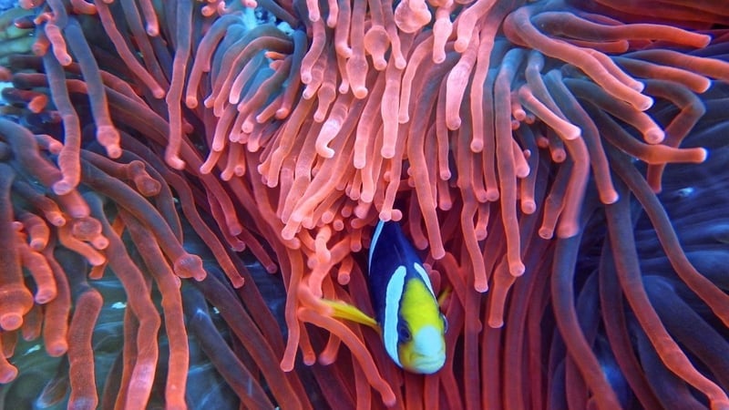 Beyin Neden Bazı Anıları Unutur? Bilimsel ve Psikolojik Gerçekler - görsel 6