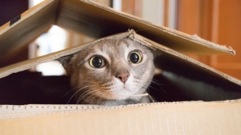 Kediler Gerçekten Uzaylı Mı? Neden Uzaylı Diyorlar  - görsel 4