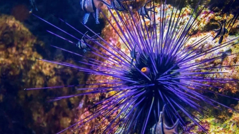 Evrim Teorisine Yeni Işık: Tüm Vücudu Beyin Gibi Çalışan Canlı Keşfedildi - görsel 2