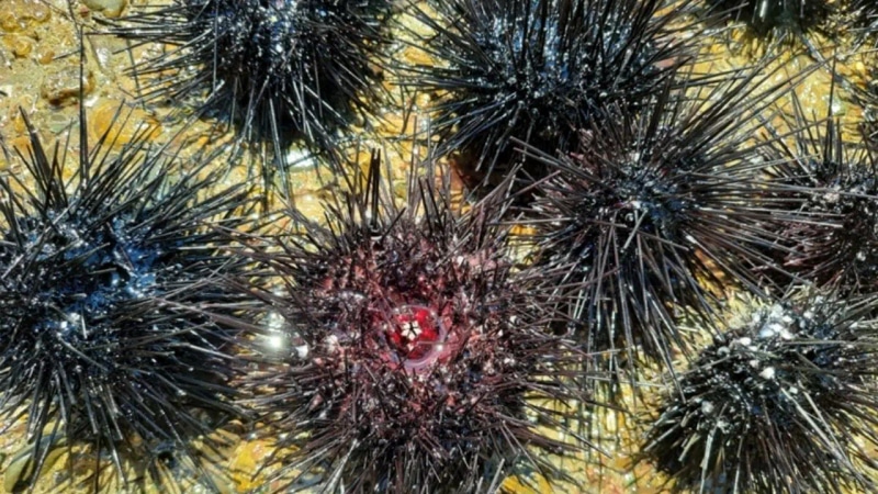 Evrim Teorisine Yeni Işık: Tüm Vücudu Beyin Gibi Çalışan Canlı Keşfedildi - görsel 3