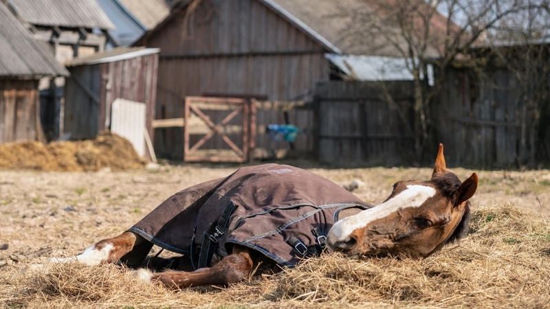 Atlarda Herpes Virüsü Nedir? Belirtiler, Bulaşma Yolları ve Korunma Rehberi - görsel 1