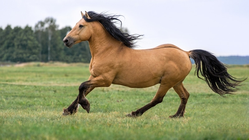 Atlarda Herpes Virüsü Nedir? Belirtiler, Bulaşma Yolları ve Korunma Rehberi - görsel 2
