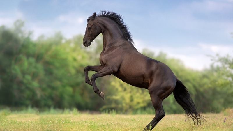 Atlarda Herpes Virüsü Nedir? Belirtiler, Bulaşma Yolları ve Korunma Rehberi - görsel 3