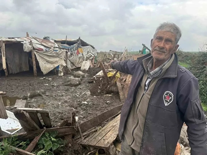 Avcılar’da Başıboş Köpekler Koyun Sürüsüne Saldırdı: 10 Hayvan Telef Oldu - görsel 1