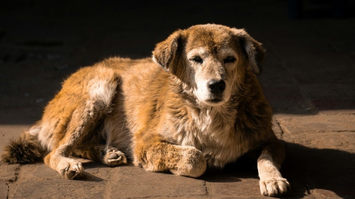 İstanbul’da Sokak Köpeklerini Beslemek Resmen Yasaklandı - görsel 3