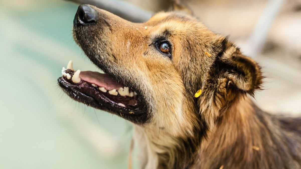 İstanbul’da Sokak Köpeklerini Beslemek Resmen Yasaklandı - görsel 2