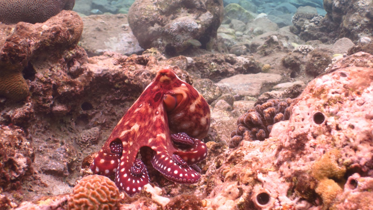 Doğanın Gizli Kahramanları: Bu 5 Hayvanın Özelliğini Daha Önce Duymadınız - görsel 1