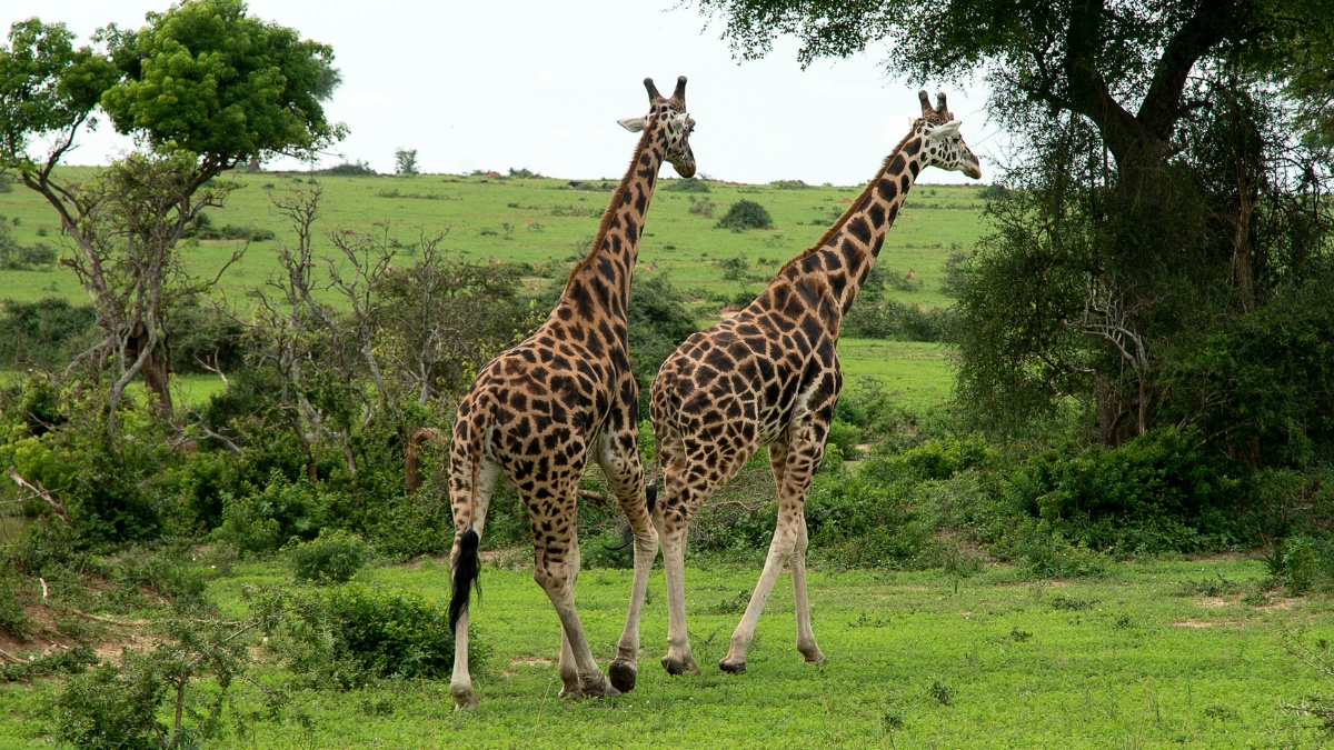 Doğanın Gizli Kahramanları: Bu 5 Hayvanın Özelliğini Daha Önce Duymadınız - görsel 3