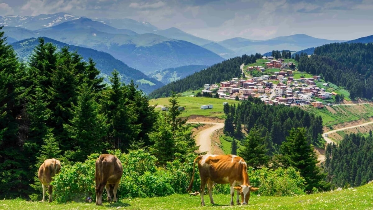 Türkiye’nin En Uzun Ömürlü İlleri Açıklandı TÜİK Verileri Dikkat Çekti - görsel 6