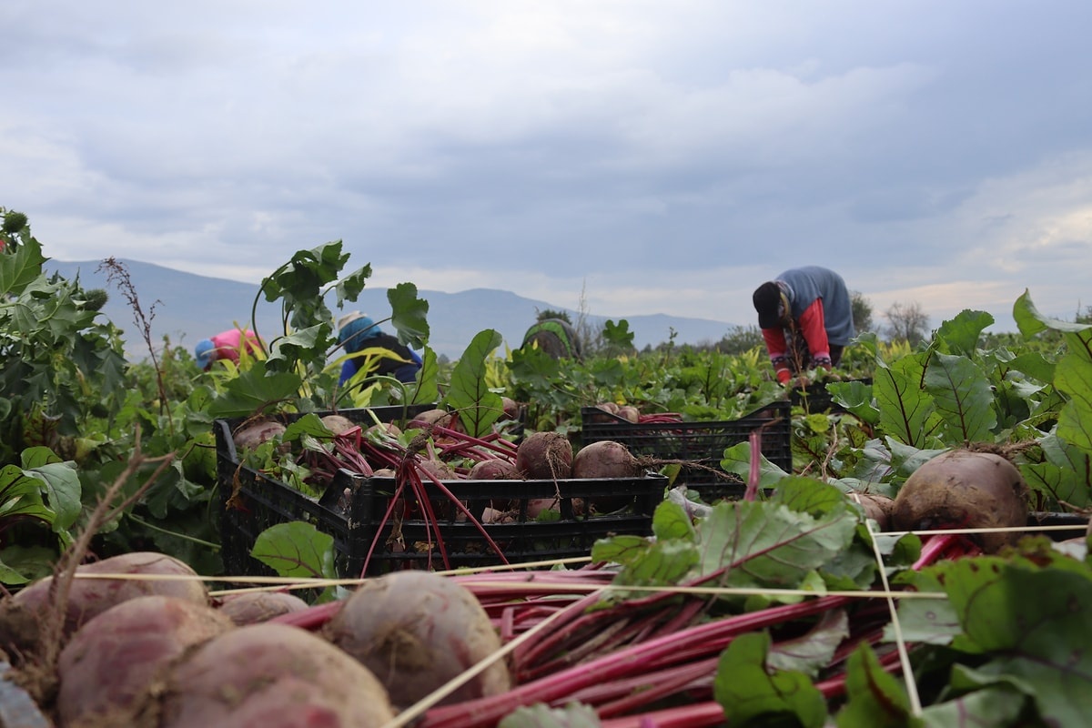 “Kırmızı Elmas” Kırmızı Pancar Menemen’de Kapış Kapış Gidiyor - görsel 1