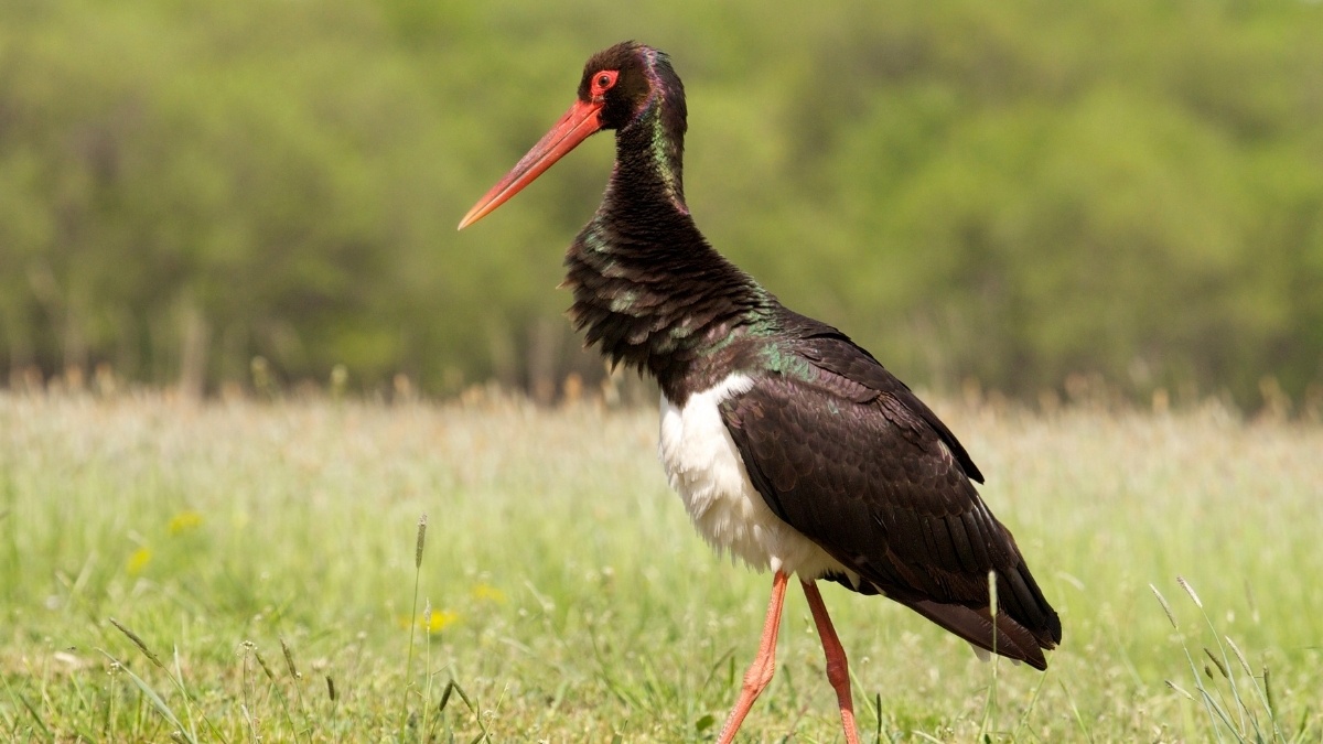 Nadir Görülen Kara Leylek Karabük’te Görüntülendi - görsel 1
