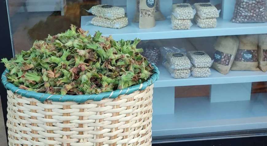 Türkiye'nin Fındık Karnesi Zayıflıyor: Üretim Payı Yüzde 70'in Altına Düştü